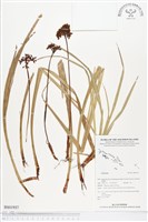 登錄號:BS01937藏品圖，第1張