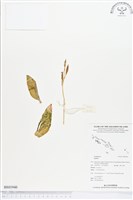 登錄號:BS01940藏品圖，第1張