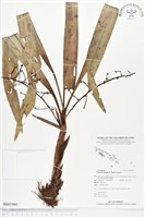 登錄號:BS01941藏品圖，第1張