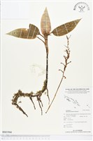 登錄號:BS01944藏品圖，第1張