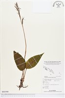 滿綠隱柱蘭、美唇隱柱蘭藏品圖，第1張