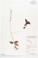 登錄號:BS01948藏品圖，第1張