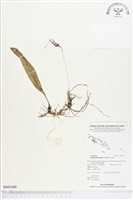 登錄號:BS01949藏品圖，第1張