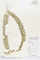 登錄號:BS01951藏品圖，第1張