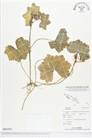 登錄號:BS01952藏品圖，第1張