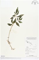 登錄號:BS01953藏品圖，第1張