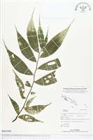 登錄號:BS01954藏品圖，第1張