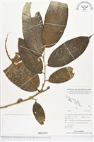 登錄號:BS01955藏品圖，第1張