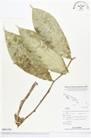 登錄號:BS01956藏品圖，第1張