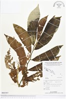 登錄號:BS01957藏品圖，第1張