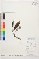 登錄號:BS01958藏品圖，第1張