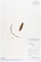 登錄號:BS01959藏品圖，第1張