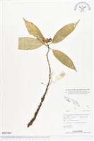 登錄號:BS01960藏品圖，第1張