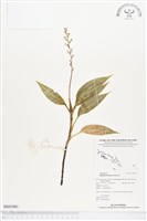 登錄號:BS01961藏品圖，第1張