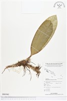 登錄號:BS01962藏品圖，第1張