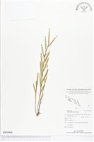 登錄號:BS01964藏品圖，第1張
