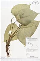 登錄號:BS01965藏品圖，第1張