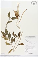 登錄號:BS01966藏品圖，第1張