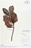 登錄號:BS01967藏品圖，第1張