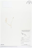 登錄號:BS01969藏品圖，第1張