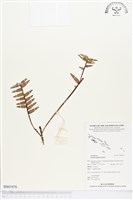 登錄號:BS01970藏品圖，第1張