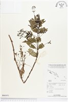 登錄號:BS01971藏品圖，第1張