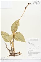 登錄號:BS01972藏品圖，第1張