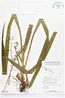 桔梗蘭藏品圖，第1張
