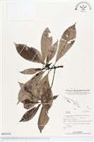 登錄號:BS01976藏品圖，第1張