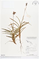 登錄號:BS01978藏品圖，第1張