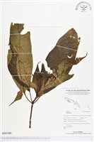 登錄號:BS01980藏品圖，第1張