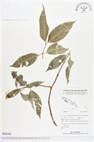 登錄號:BS01981藏品圖，第1張