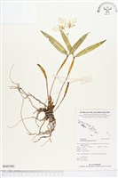 登錄號:BS01982藏品圖，第1張