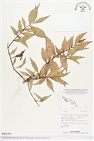 登錄號:BS01985藏品圖，第1張