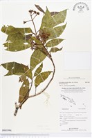 登錄號:BS01986藏品圖，第1張