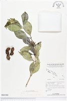 登錄號:BS01988藏品圖，第1張