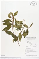 登錄號:BS01989藏品圖，第1張