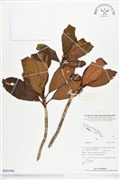 登錄號:BS01991藏品圖，第1張