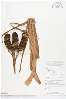 登錄號:BS01992藏品圖，第1張