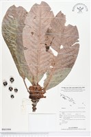 登錄號:BS01994藏品圖，第1張