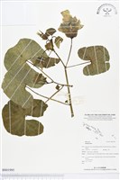 登錄號:BS01995藏品圖，第1張