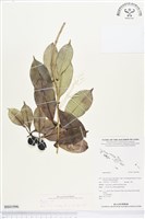 登錄號:BS01996藏品圖，第1張