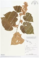 登錄號:BS01997藏品圖，第1張