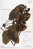 登錄號:BS01999藏品圖，第1張