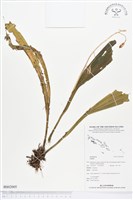 登錄號:BS02005藏品圖，第1張