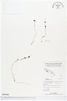 登錄號:BS02006藏品圖，第1張