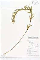 登錄號:BS02007藏品圖，第1張