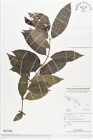 登錄號:BS02008藏品圖，第1張