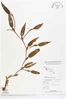 登錄號:BS02009藏品圖，第1張