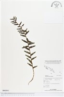 台灣竹葉蘭藏品圖，第1張